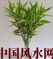 蚌埠十二生肖养什么植物最旺财运？你知道吗！